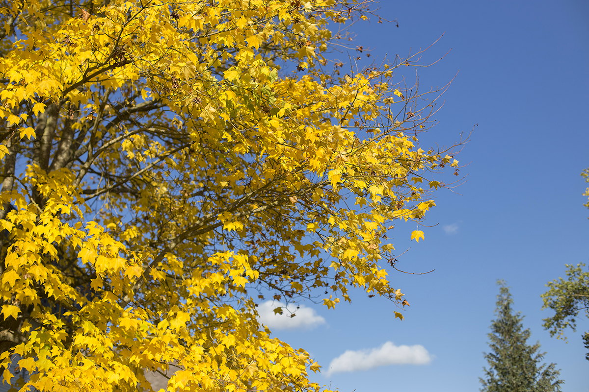 Herbstlaub. Fotos: Helmi Tischler-Venter