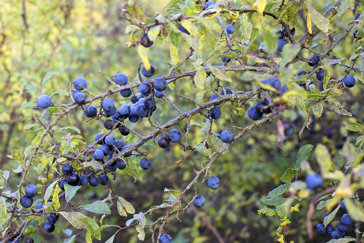 Frchte an Bumen und Struchern kndigen ebenfalls den Herbst an. Foto: Wolfgang Tischler