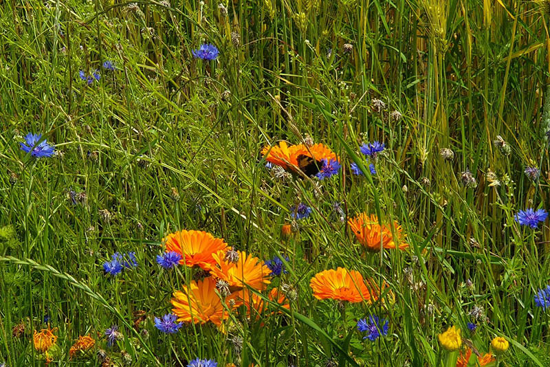 Stadtklima Bendorf: Bepflanzung der Zukunft und Biodiversitt