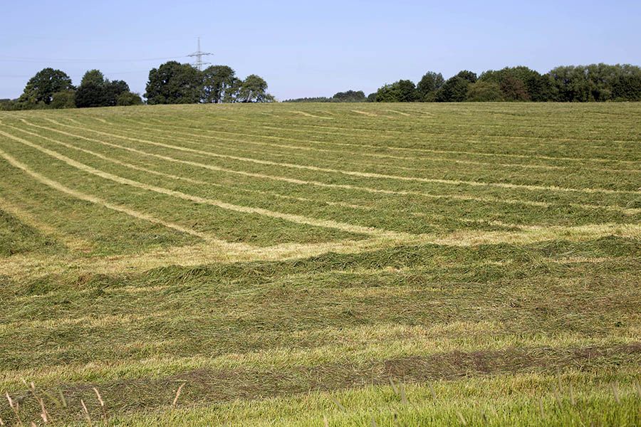 Symbolfoto: Grnland, Westerwald