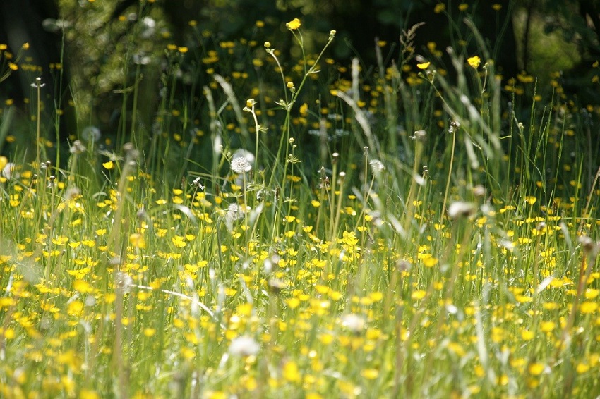 Fr Allergiker kann dies ein grauenvoller Anblick sein. (Foto: Pixabay)