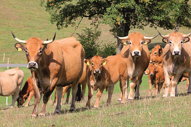 Aubrac-Rinder Hofgut Stcken (Foto: privat)