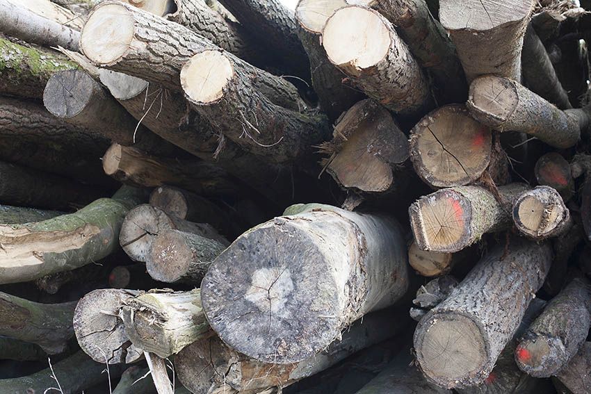 Gemeinderat Alsbach beschloss Forstwirtschaftsplan und Steuerhebestze