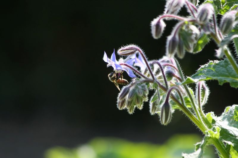 Honigbiene an Borretsch. Foto: NABU Christine Kuchem