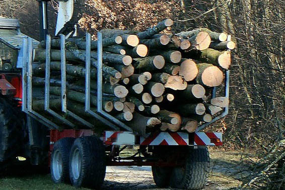 19-Jhriger baut Unfall und verliert Holzstmme