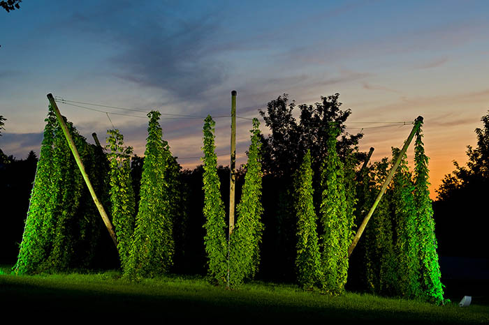 Der Hopfengarten in Hachenburg. Foto: Hachenburger Brauerei