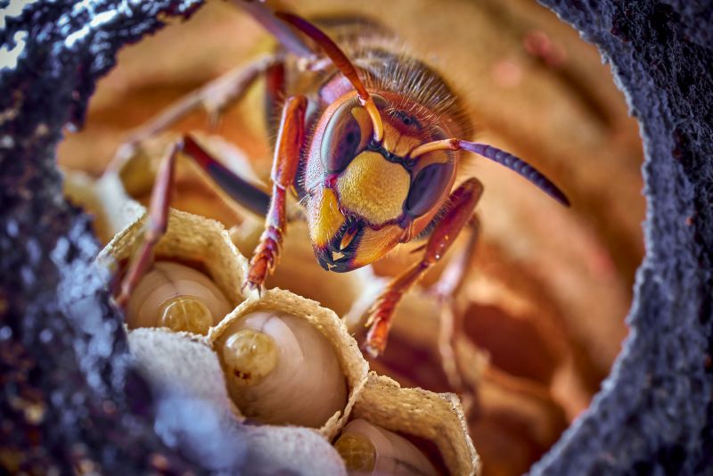 NABU gibt Tipps zum Umgang mit Wespen und Hornissen