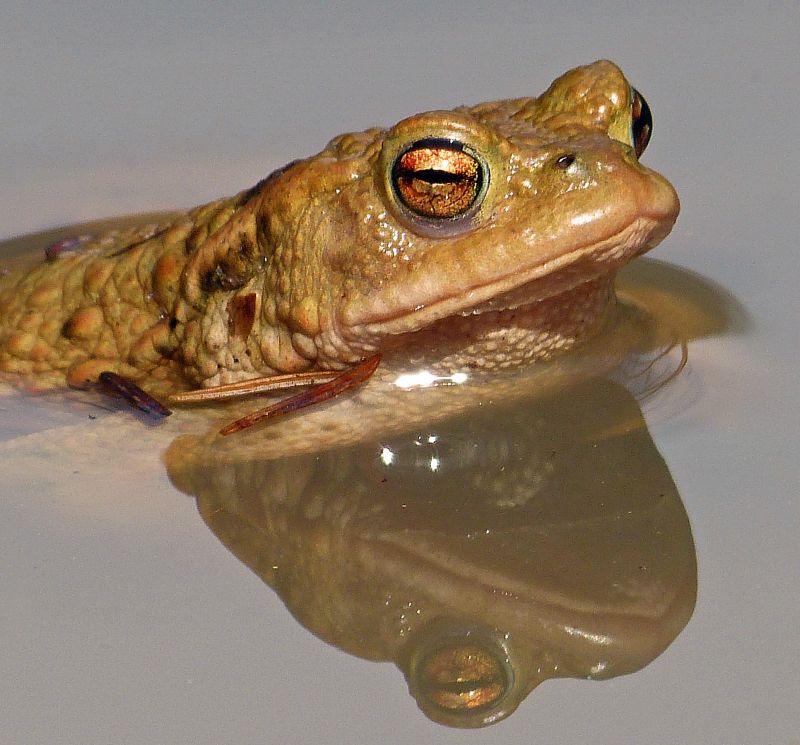 Grasfrosch. Foto: Hubertus Schwarzentraub