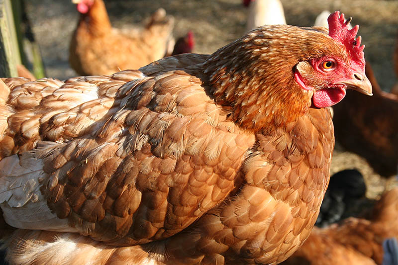 Hhner sind durch die hochansteckende Vogelgrippe bedroht. Symbolfotos