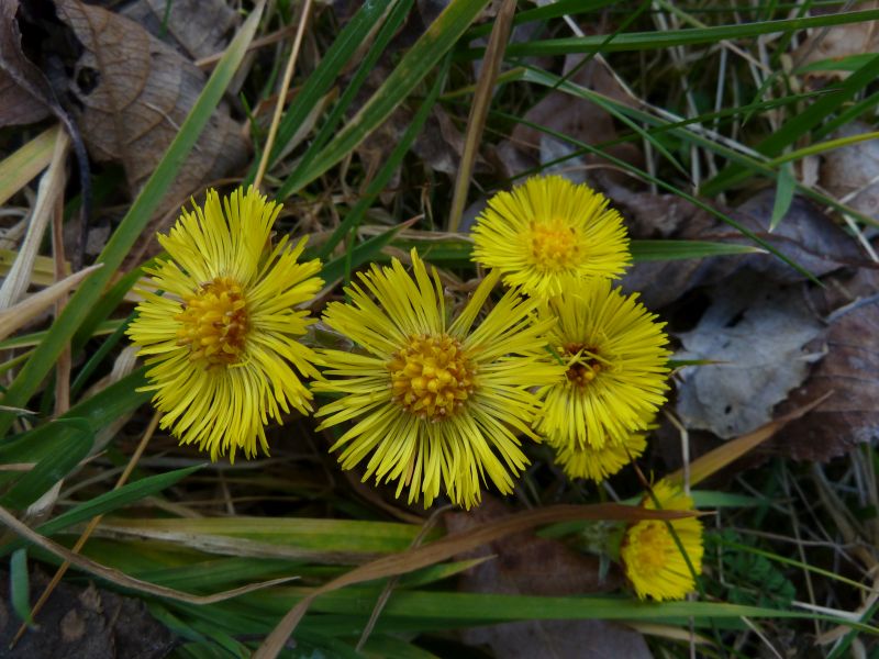 Frhling im Westerwald - Filmvorfhrung