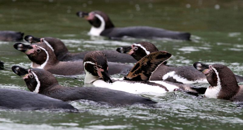 Pinguin-Aktionstag im Zoo Neuwied