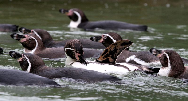 Humboldtpinguine im Zoo Neuwied. Fotos: Zoo