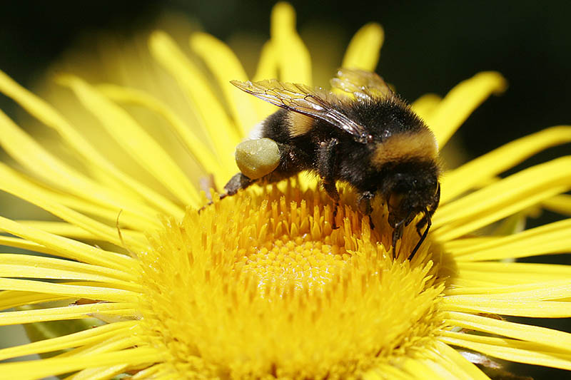 Wir brauchen die Insekten zur Bestubung von den Pflanzen. Foto: Wolfgang Tischler