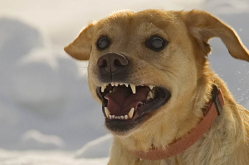 Hat ein Hund zugebissen? Symbolfoto