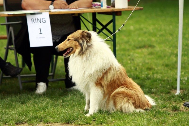 Nationale und Internationale Rassehunde-Ausstellung Hachenburg