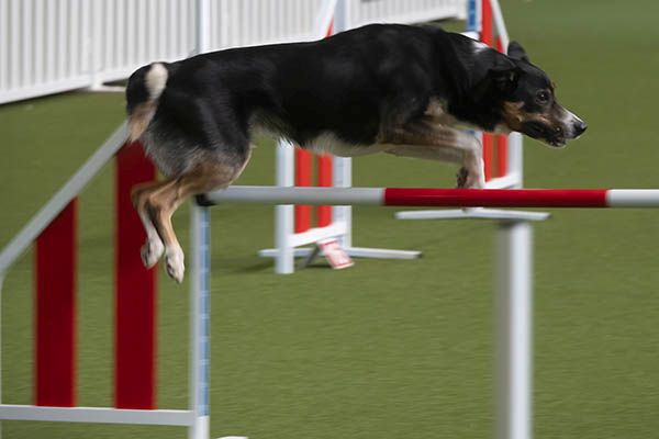 Leichtfig und sehr schnell springen die trainierten Hunde ber die Hrden. Fotos: Wolfgang Tischler