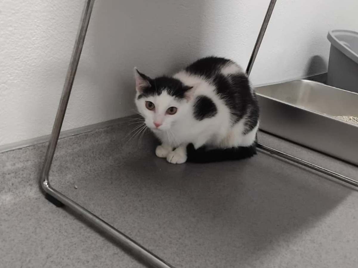Der junge Kater Igor zeigt sich im Tierheim Ransbach-Baumbach noch sehr zur�ckhaltend und skeptisch, wartet aber auf seine Chance bei geduldigen Menschen. (Fotos: Tierheim Ransbach-Baumbach)