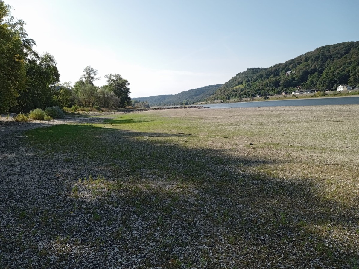 So zeigt sich der Rhein aktuell bei Hammerstein. Foto: K�hnlenz