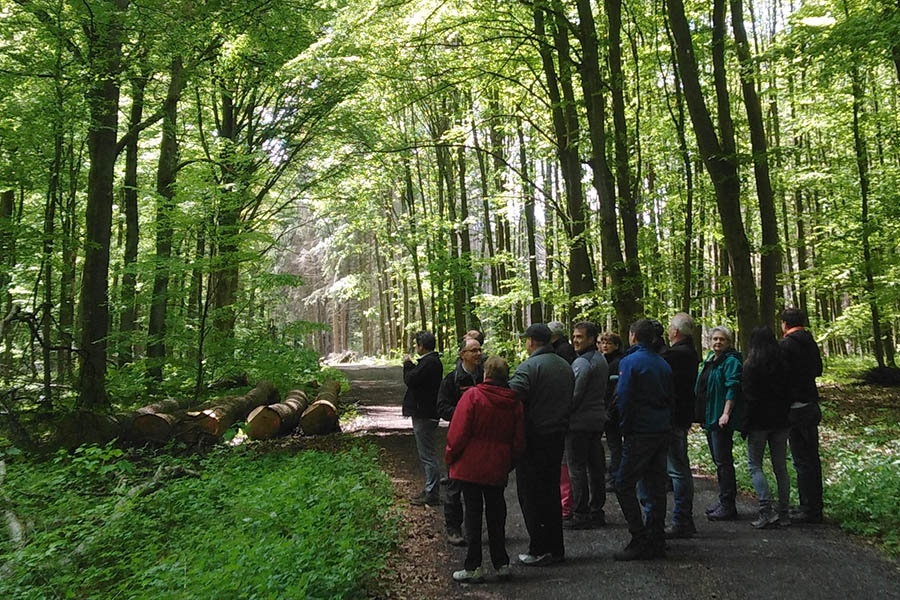 Woldert: Zukunft des Waldes im Zeichen des Klimawandels 