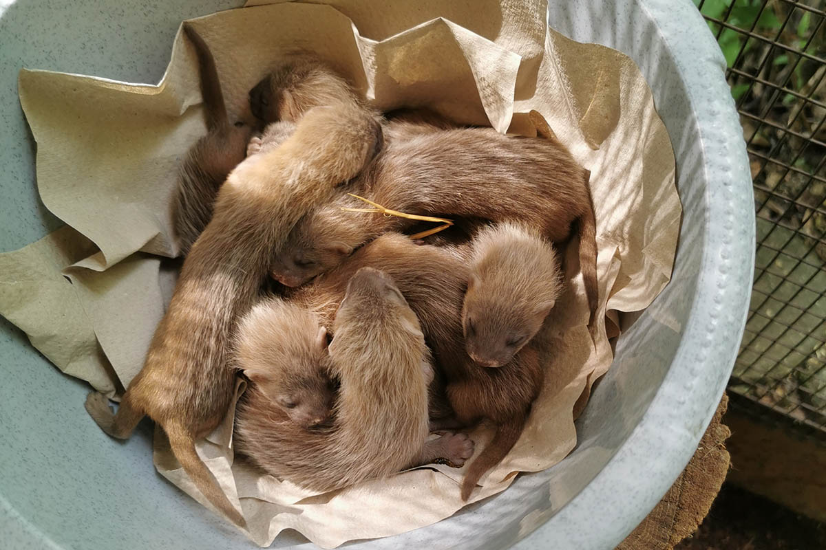 Kleine Raubtiere - Groer Wurf im Zoo Neuwied