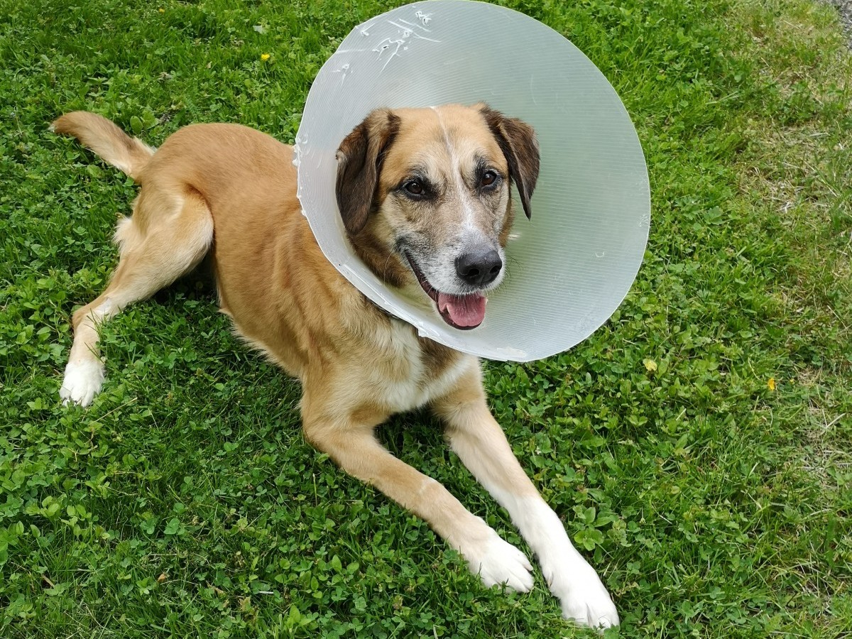 Hund "Bailey" (Fotos: Tierschutzverein Kreis Altenkirchen e.V.)
