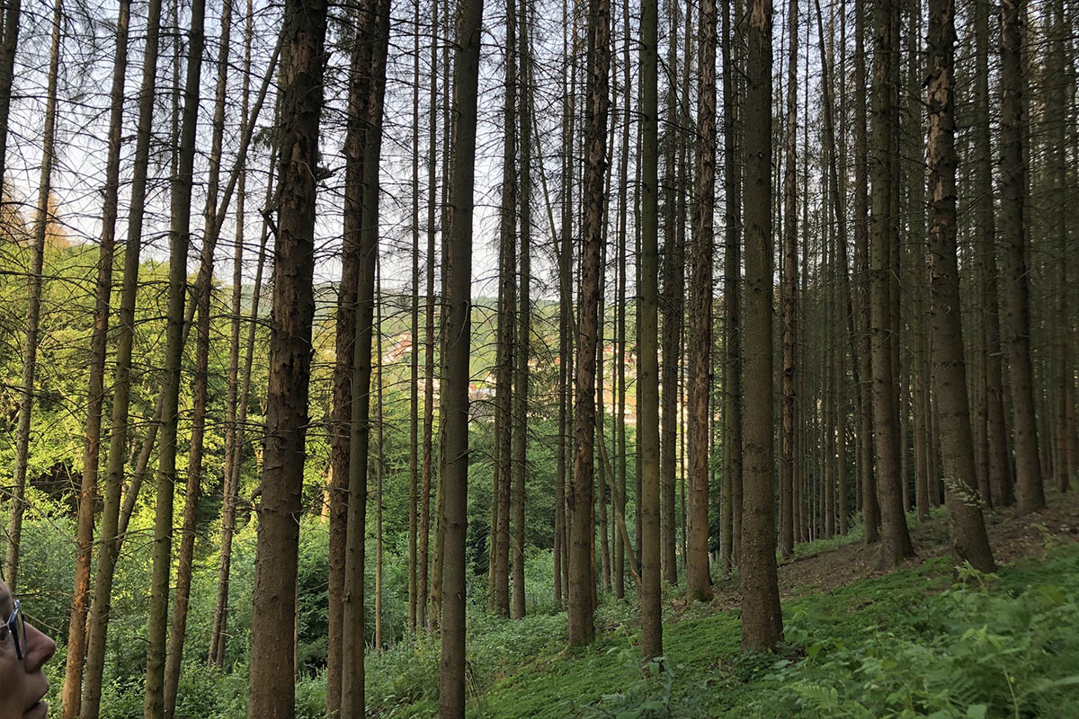SPD/FDP Waldbreitbach nimmt sich des Waldes an