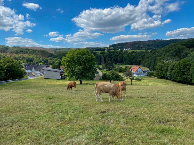 Blick ber Stein-Wingert