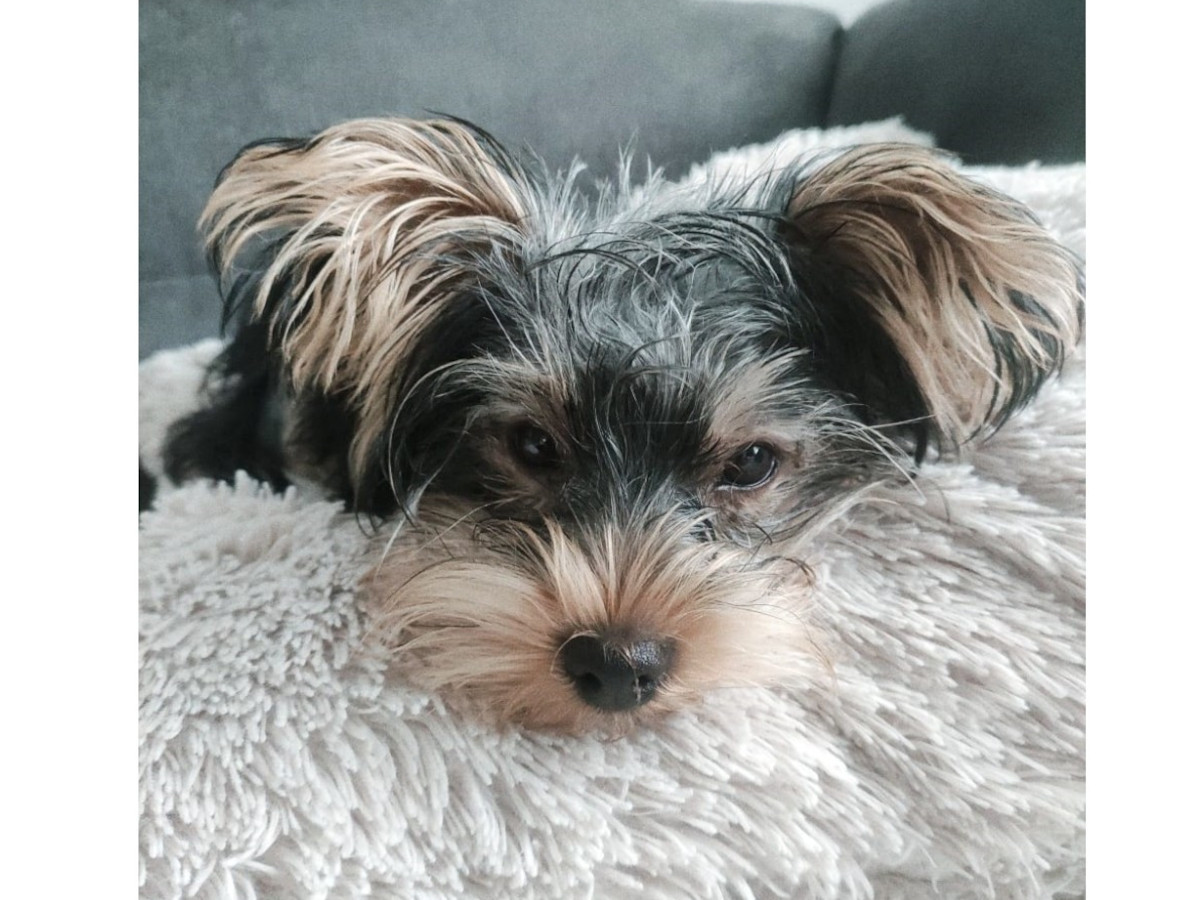 Selbst ein Wirbelwind braucht mal eine Pause! Ida geniet ihr flauschiges Reich. (Fotos: Tierschutz Siebengebirge)