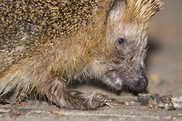 Wildtiere im Winter nicht stren