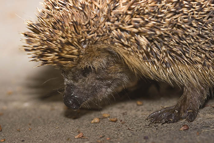 Mit Naturschutzjugend Kroppacher Schweiz Frhling erleben