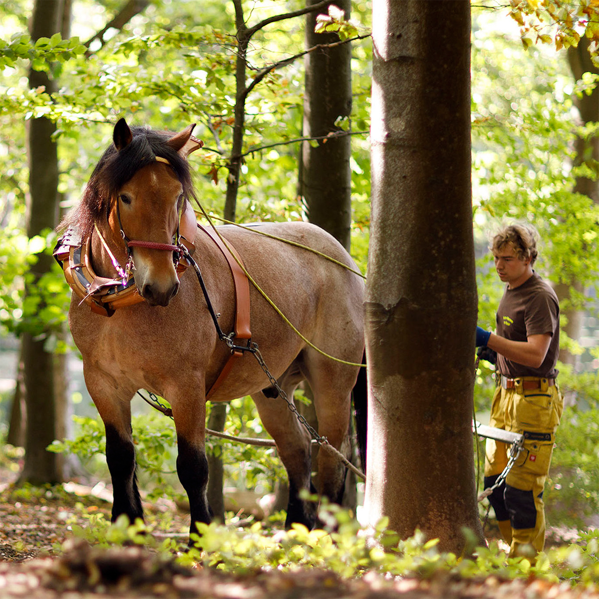 Infotag fr interessierte Laien "Sanfte Waldtechniken mit Pferd und Raupe"