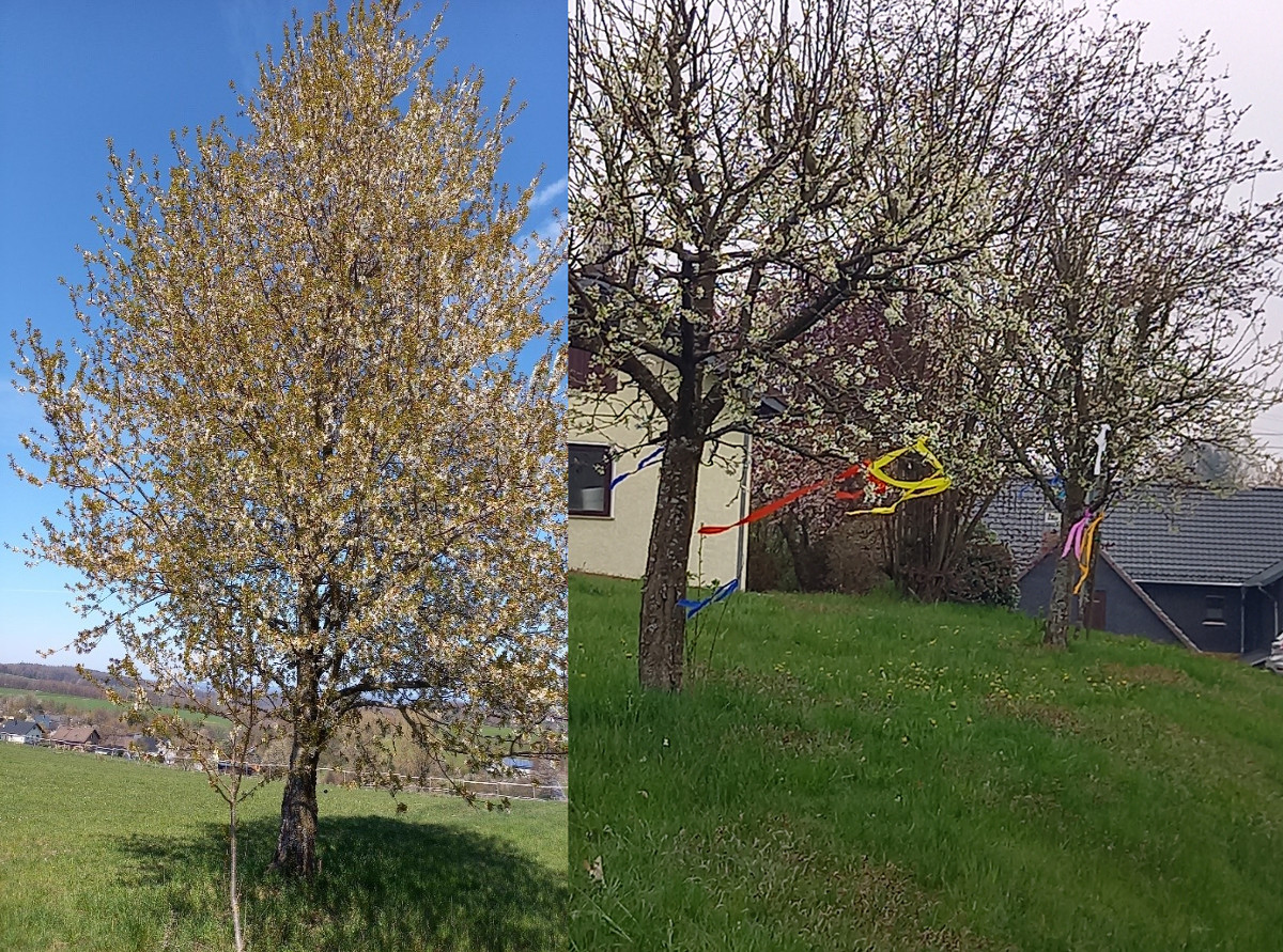 Wo steht dieser Baum in Isert? Die Dorfkinder haben inzwischen schon die Maibaum-Bnder wiederverwendet. (Fotos: Gemeinde Isert)
