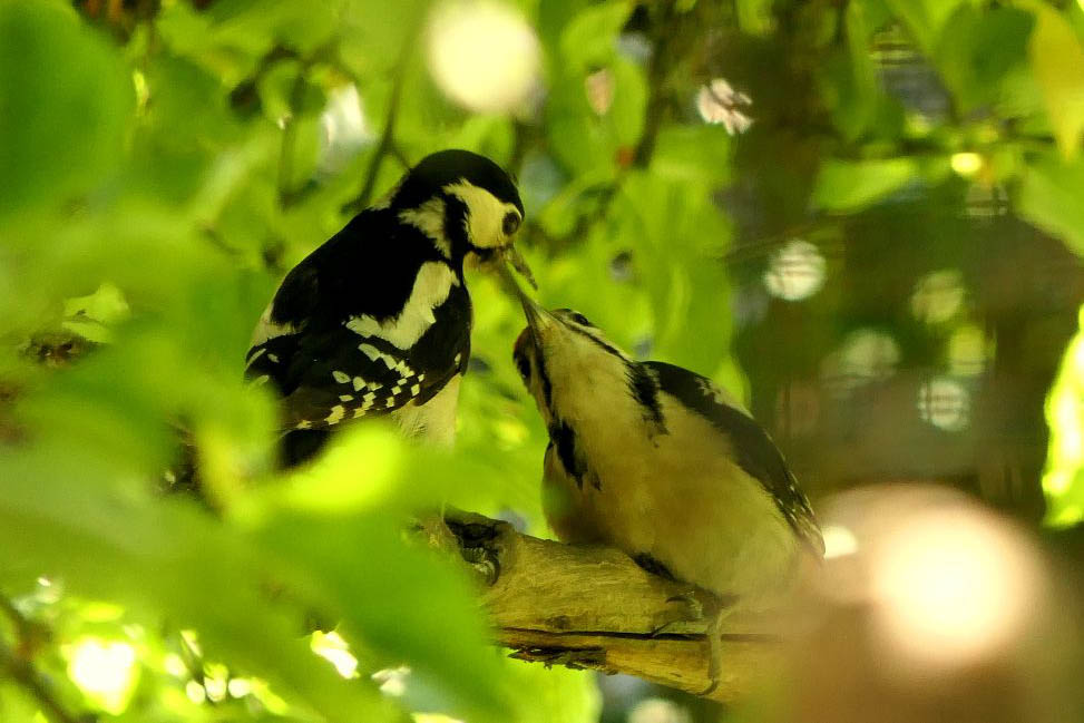 Fotos: Iris Bambach, Tierschutz Siebengebirge