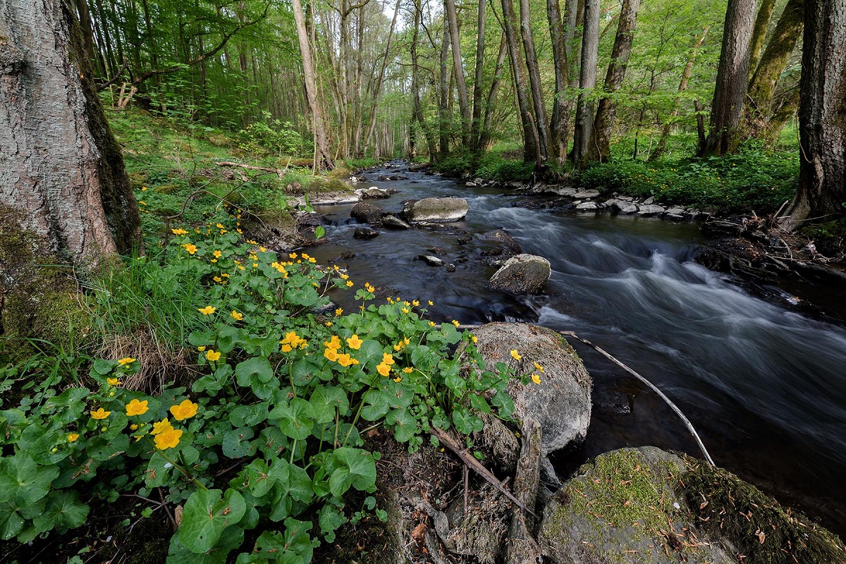 So sollte es aussehen. Ein noch ursprngliches Stck Auwald der oberen Nister. Reichlich beschattet haben Pflanzen und Tiere in und an der Nister optimal Lebendbedingungen. (Fotos: Frank Steinmann)