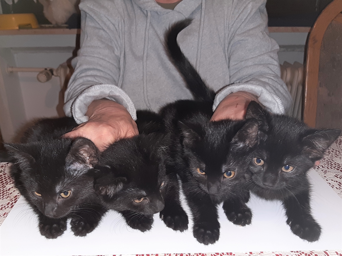 Gerettete Katzenbabys aus dem Flammeninferno von Rennerod wachsen und gedeihen
