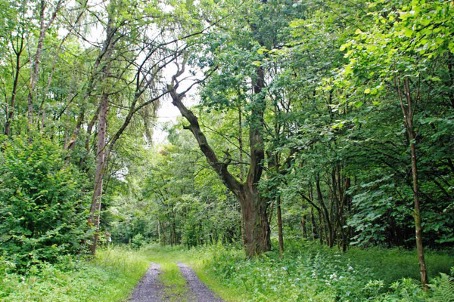 Die Hexeneiche bei Elkenroth. (Foto: Christoph Eul ber VG Kirchen)