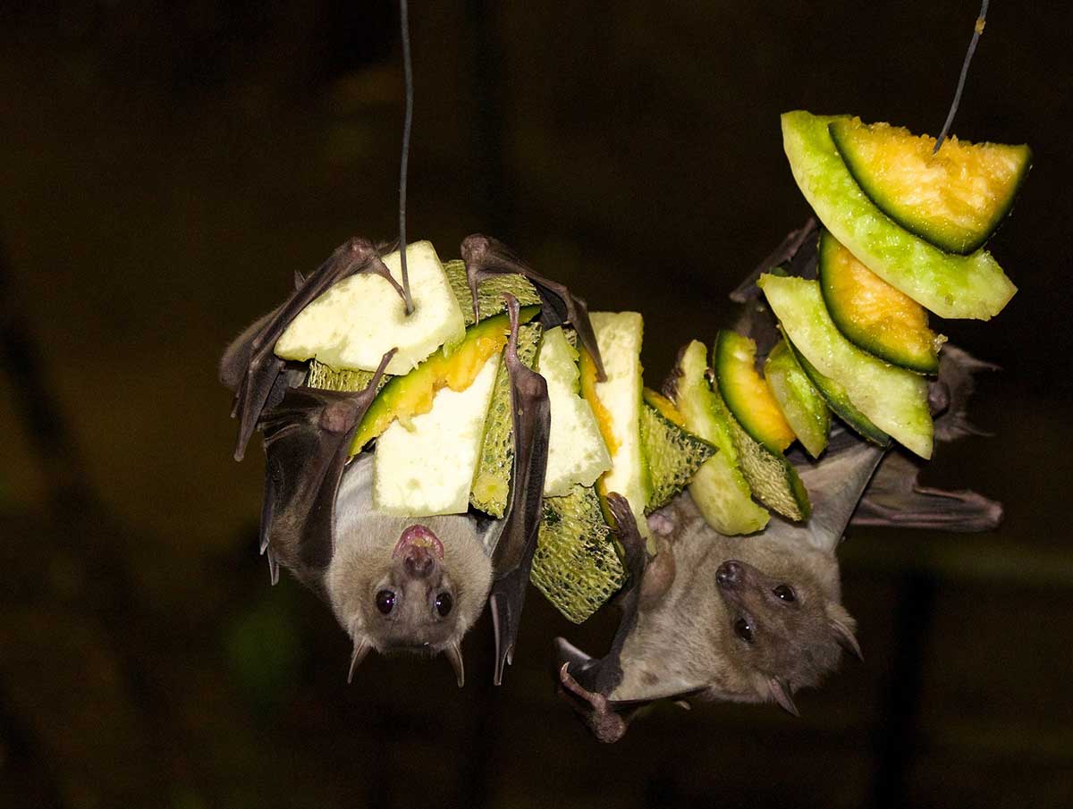 Fledermaus-Abend im Basaltpark Bad Marienberg