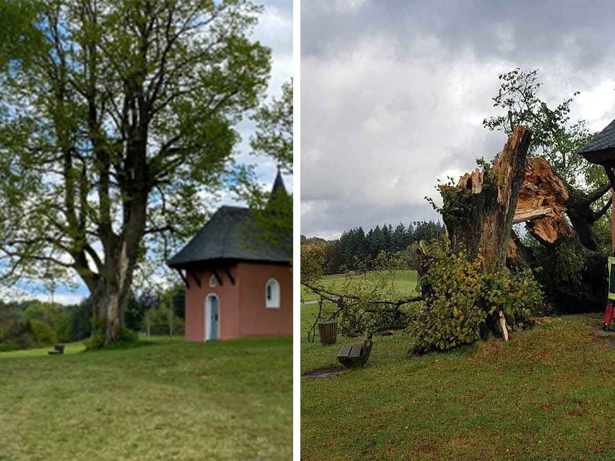 Die ber 400 Jahre alte Linde fiel dem Sturm zum Opfer. (Foto: privat / Feuerwehr VG Kirchen)