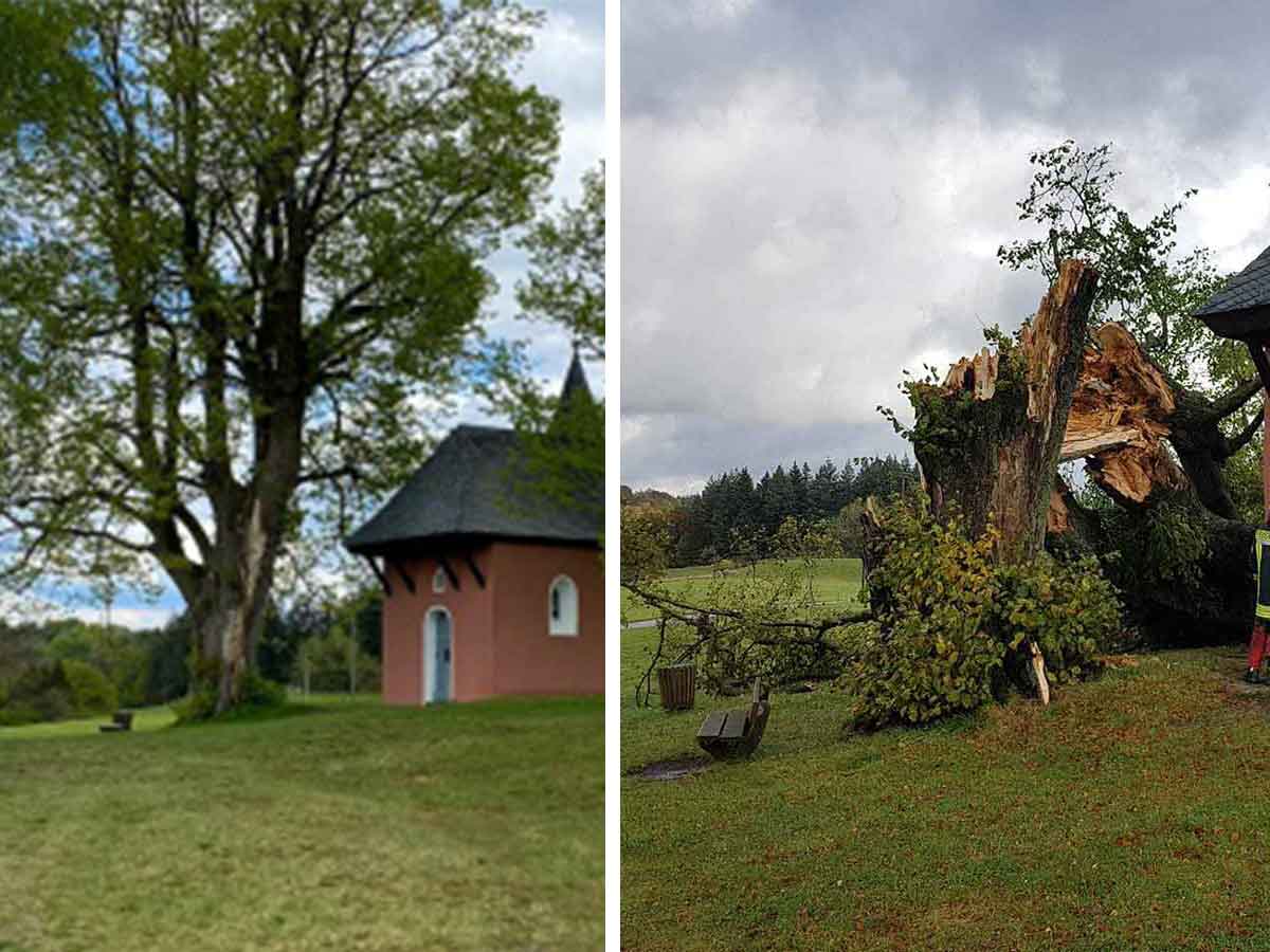 400 Jahre alte Linde an der Sankt Anna Kapelle fiel Sturmtief "Ignatz" zum Opfer