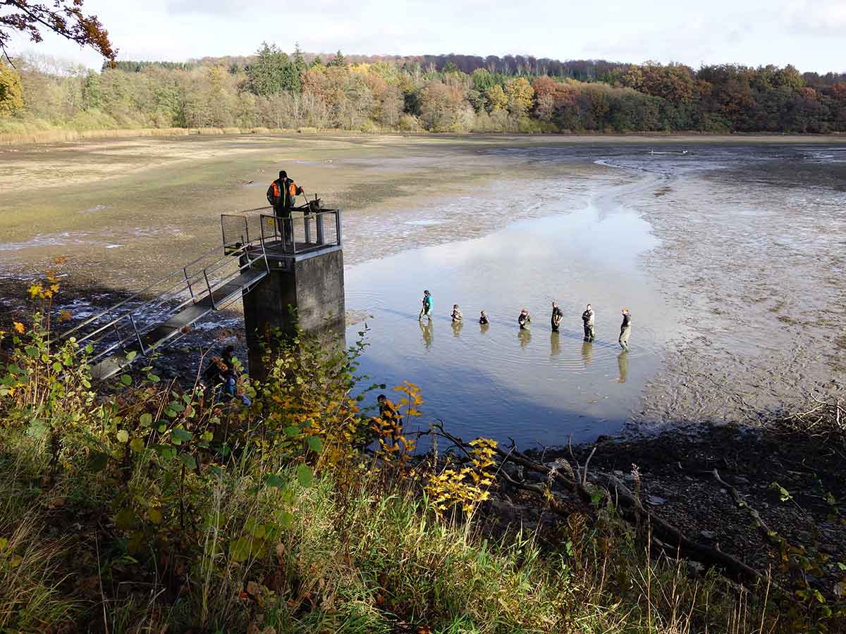 NABU fischt groe Karpfen und Hechte an Westerwlder Seenplatte ab