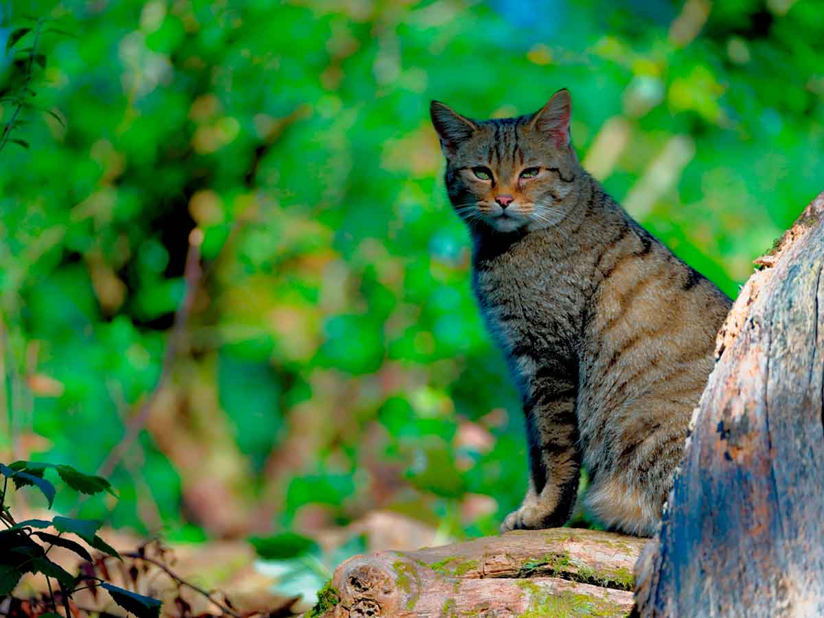 Die Wildkatze findet man auch im Westerwald. (Foto: Marcel Weidenfeller)