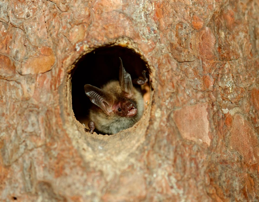 Eine Bechsteinfledermaus in ihrer Hhle. (Foto: Marcel Weidenfeller)