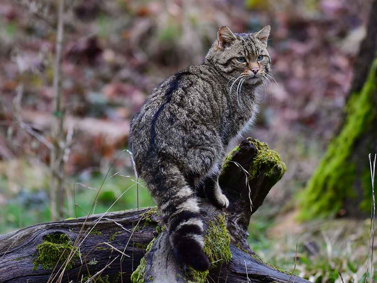 Europische Wildkatze (Felis silvestris silvestris). (Foto: Harry Neumann/NI)