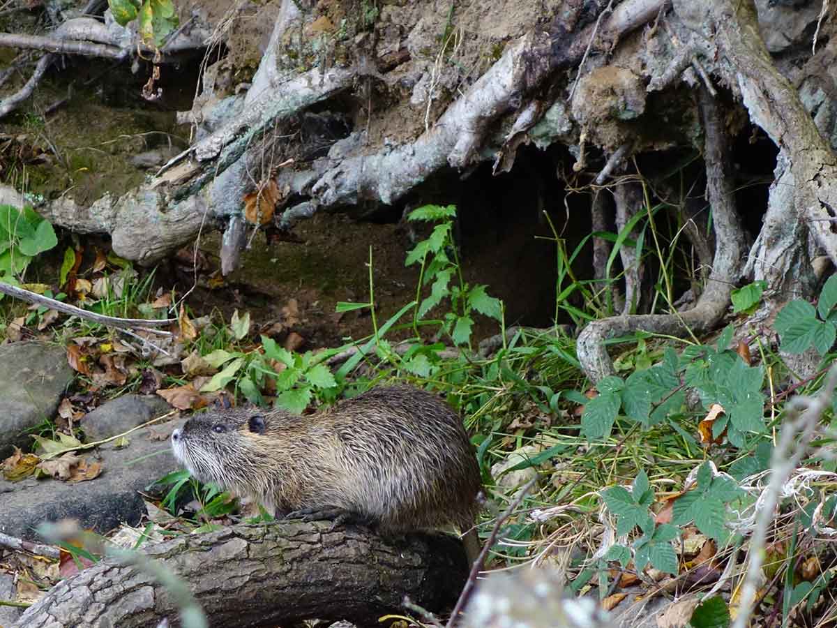 Nutria vor Dammschaden. (Foto: Ins Noll)