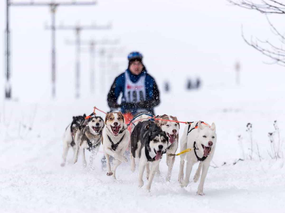 Erneute Absage des Schlittenhunderennens in Liebenscheid