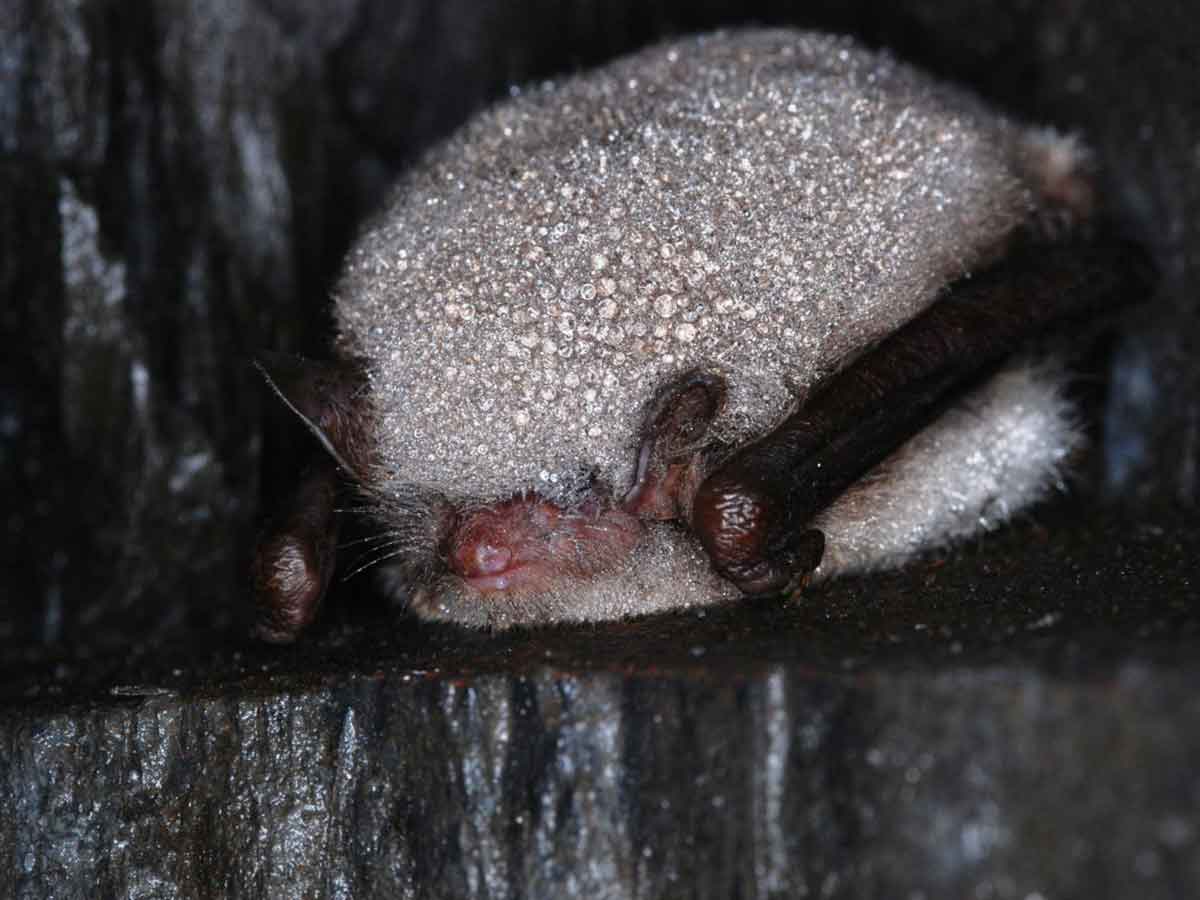 Fledermuse im Winterschlaf nicht stren