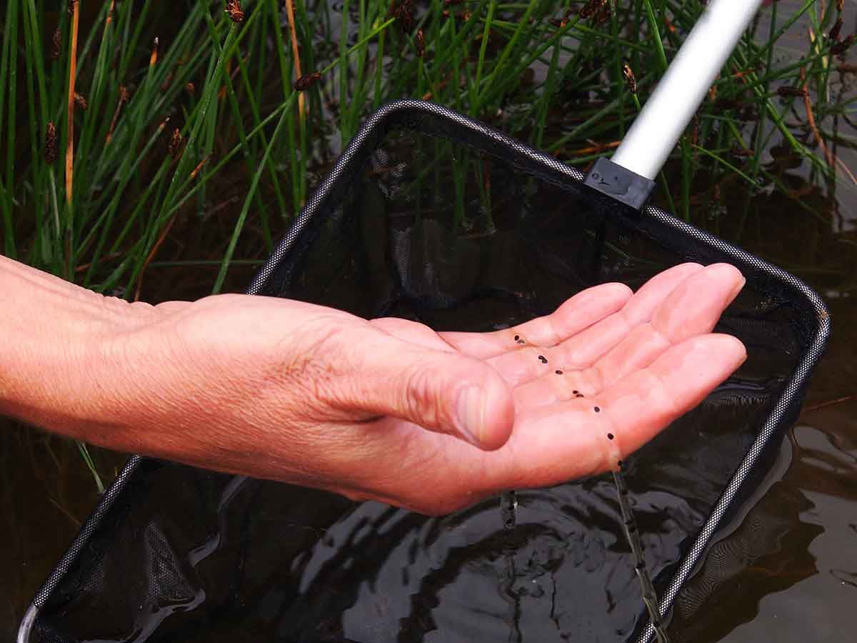 Aus den Laichschnren werden Kaulquappen schlpfen  die dann ihre Metamorphose zu winzigen Frschen beziehungsweise Krten durchlaufen. (Foto: Tatjana Steindorf)