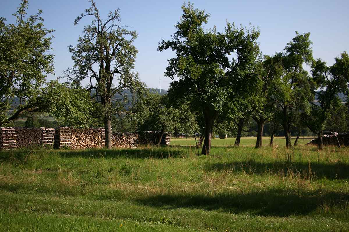Streuobstwiesen sind eine sehr artenreichste Kulturlandschaft. (Foto: Philipp Schiefenhvel)