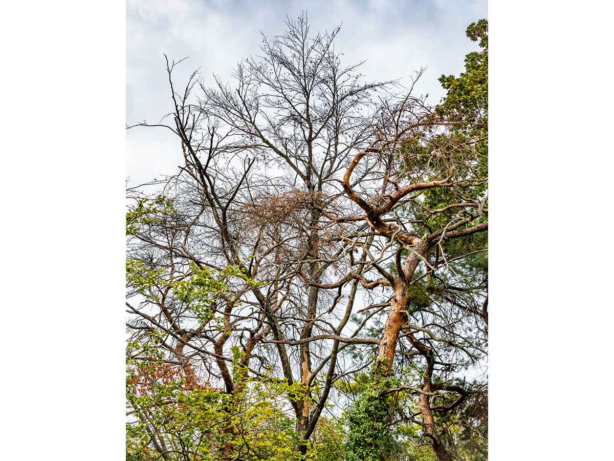 Den Wald bei Sturm meiden: Absturzgefhrdete tote ste sind vom Boden aus oft schwer zu erkennen. (Foto: Landesforsten Rheinland-Pfalz / Jonathan Fieber)