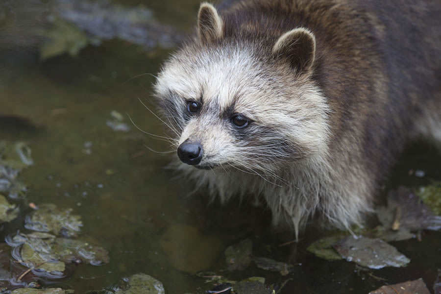 Auch Waschbren leben im Wild-Freizeitpark-Westerwald. (Symbolfoto)